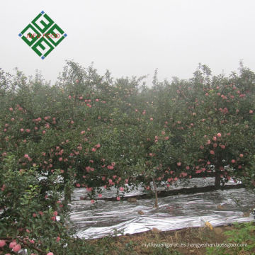 proveedor de china de manzanas de hanfu frescas deliciosas manzanas hanfu
